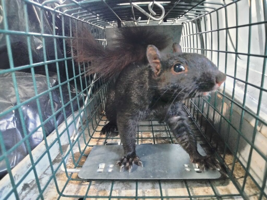 Squirrel removal Warrenton