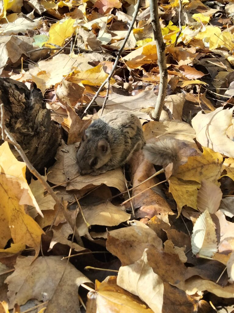 Squirrel removal Warrenton