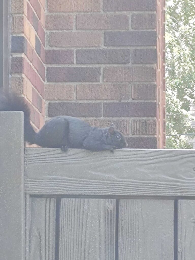 Squirrel removal Warrenton