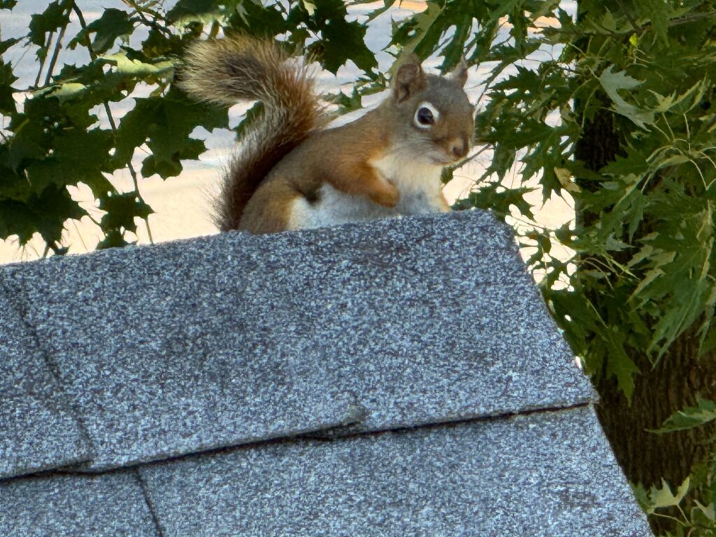 Squirrel removal Warrenton