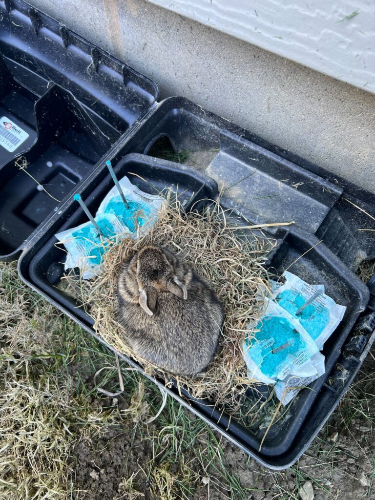 Squirrel removal Warrenton