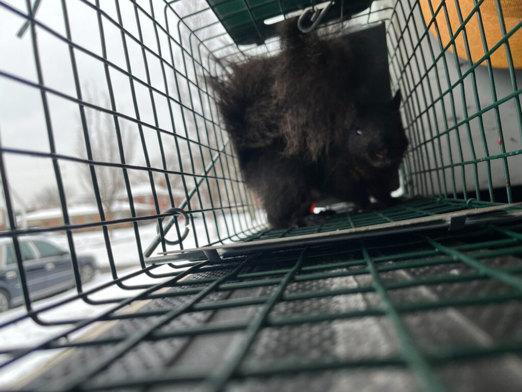 Squirrel removal Warrenton
