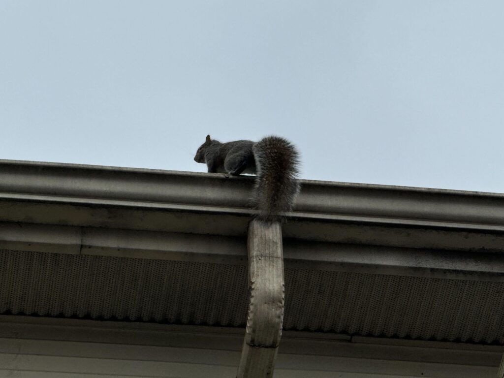 Squirrel removal Warrenton